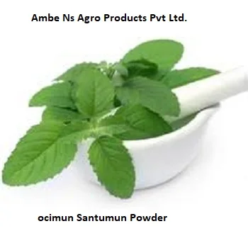 Organic Ocimun Santumum Powder (Tulsi)