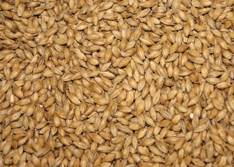 Barley Seeds For Sowing For Moldova, Republic Of