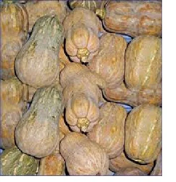 Pumpkin in 2022 - Frozen Pumpkin In Viet Nam