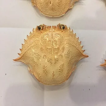 Высококачественная натуральная сушеная оболочка краба для продуктов питания в ресторане из