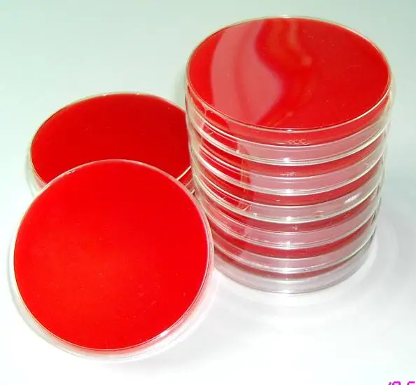 agar,culture media,petri dish