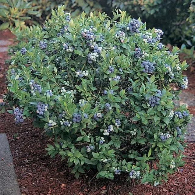 
Blueberry Plants 