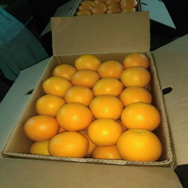 Bulk Cheap Fresh Orange