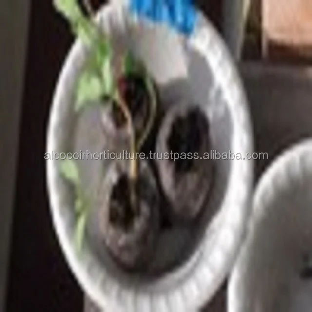 Koko plug for Greenhouse