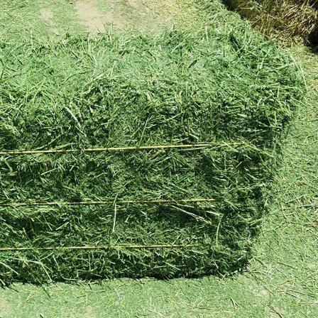 Alfalfa Hay  Animal Feed Alfalfa Hay from South Africa