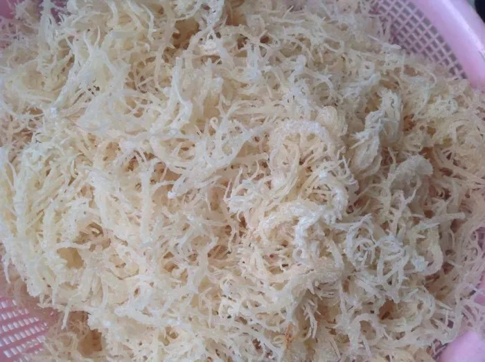 Cottonii for Carrageenan/ Eucheuma Cottonii/ Kappaphycus cottonii 2020/Whatsapp: +84 845 639 639