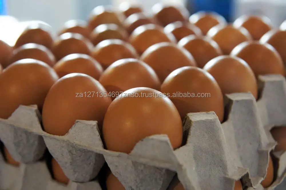 High Standard Best Quality Chicken Egg Fresh and Natural Egg Wholesale Price Animal Products Eggs