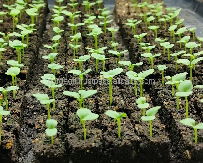 
Baltic Sphagnum peat moss Latvia 