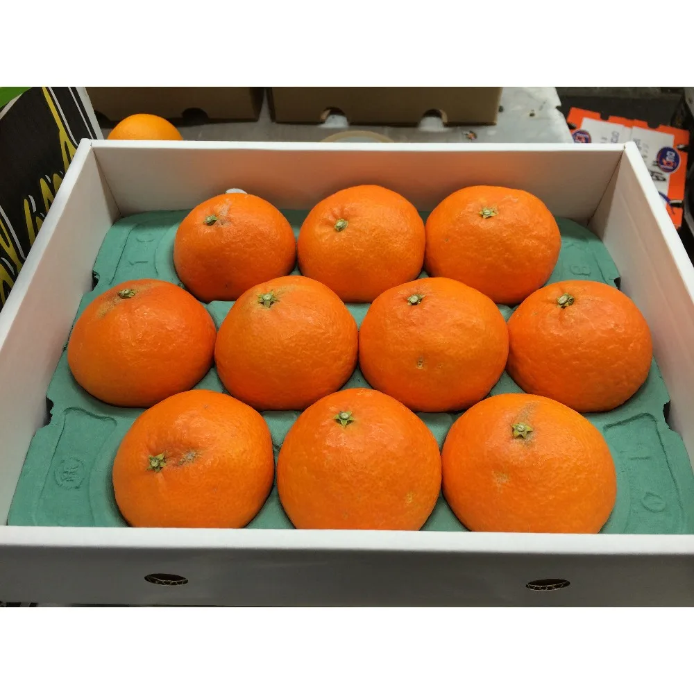 Rich in vitamin C and citric acid mandarin fresh for wholesale