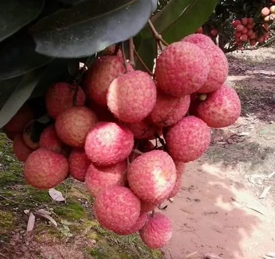 Fresh Litchi Season 2022, contact  +84963818434