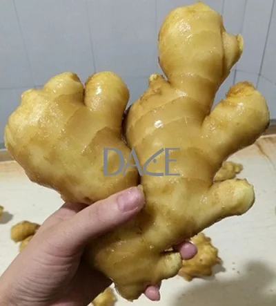 HIGH QUALITY VIETNAM ORGANIC FRESH GINGER EXPORTING JAPANESE KOREAN EU MARKET