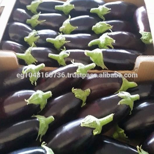 
Egyptian fresh Eggplant for export, Fresh Aubergine with high quality 