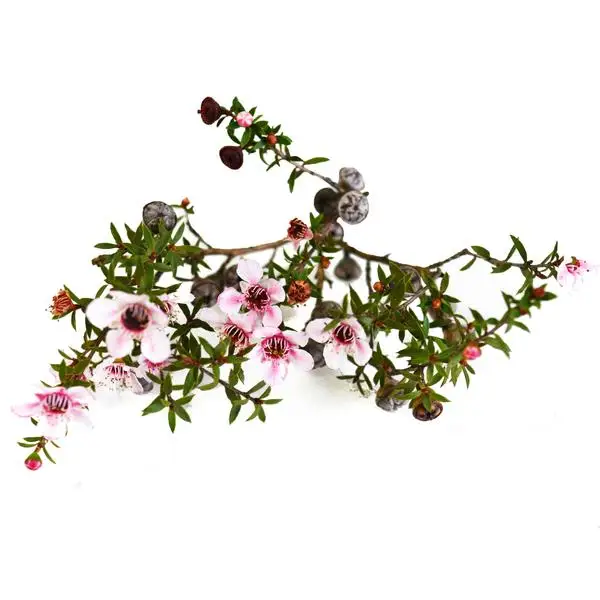 Manuka 100%  Natural and Pure Hydrosol Floral Water