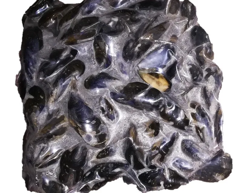 
Russian half shell mussel meat frozen shellfish 