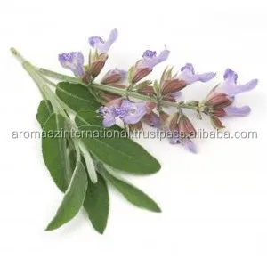 Оптовый дистрибьютор 100% чистого высококачественного гидрозола соляного шалфея для лекарств и кулинарии