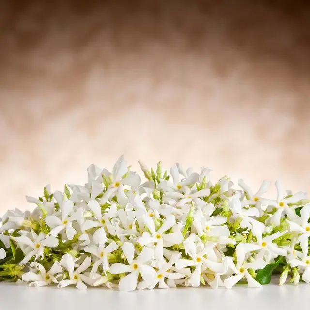 Neroli (Orange Blossom) Natural and Pure  Hydrosol Floral Water at reasonable price