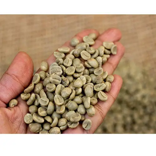 Зеленые кофейные зерна ROBUSTA