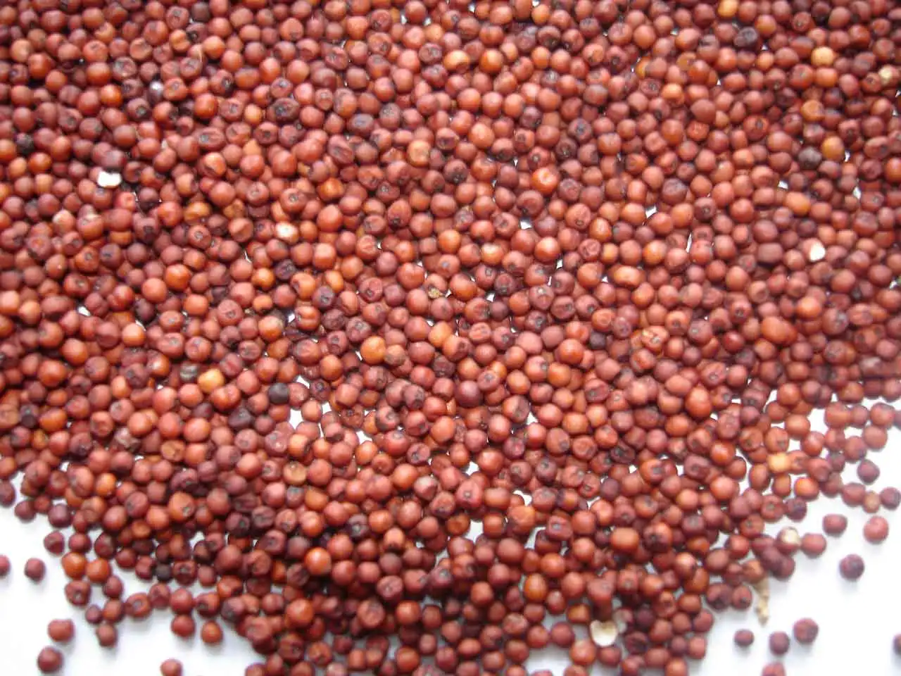 
NEW CROP RED MILLET ORIGIN INDIA NIK-MAY EXPORTS 