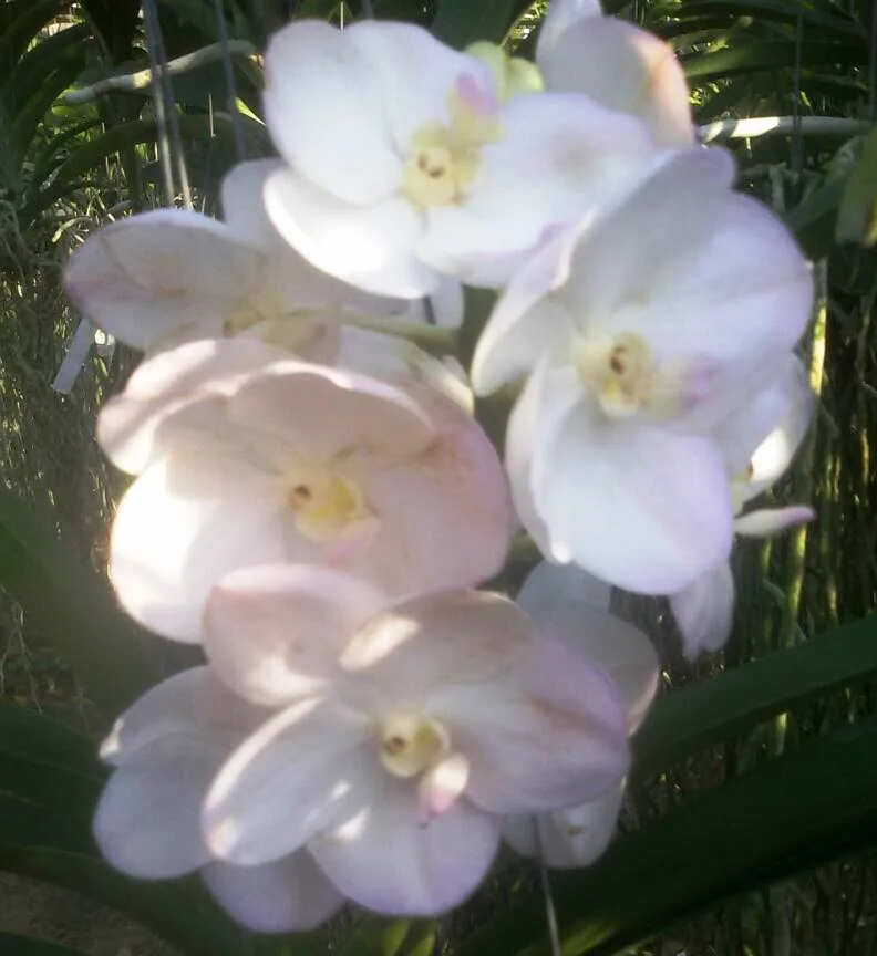 VANDA SEEDLING Vanda Muang Thong Tubtin