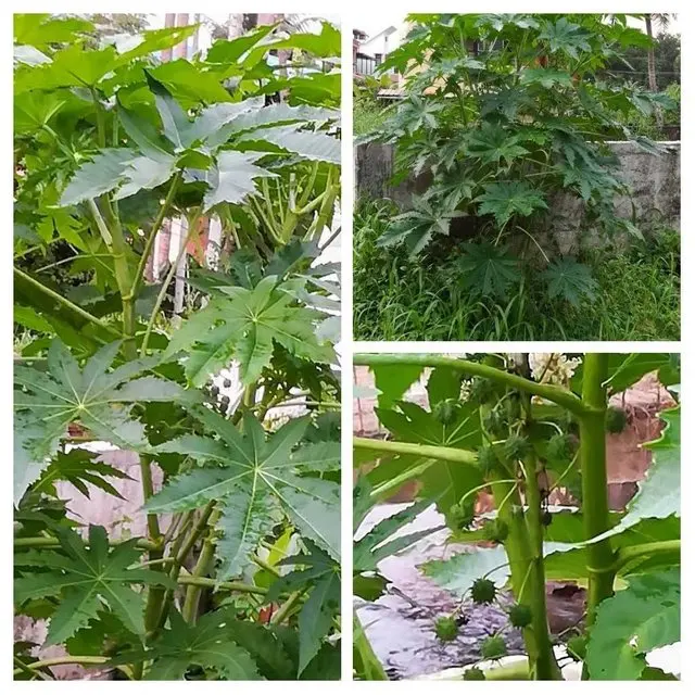 Castor oil undiluted and 100% pure and natural castor carrier oil