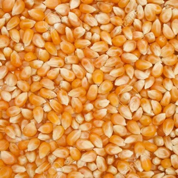 Cattle Feed Maize/Corn Maize Cattle Feed /Yellow Animal