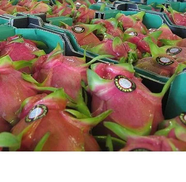 Высокое качество свежий Дракон фрукт очень хороший 2021/ Whatsapp + 84 845 639 639