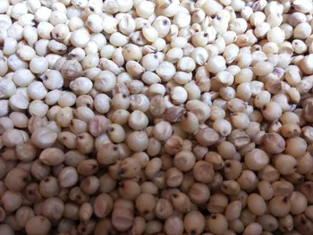 
Red And White Sorghum For Sale / Sorghum Flour White / Sorghum grains 