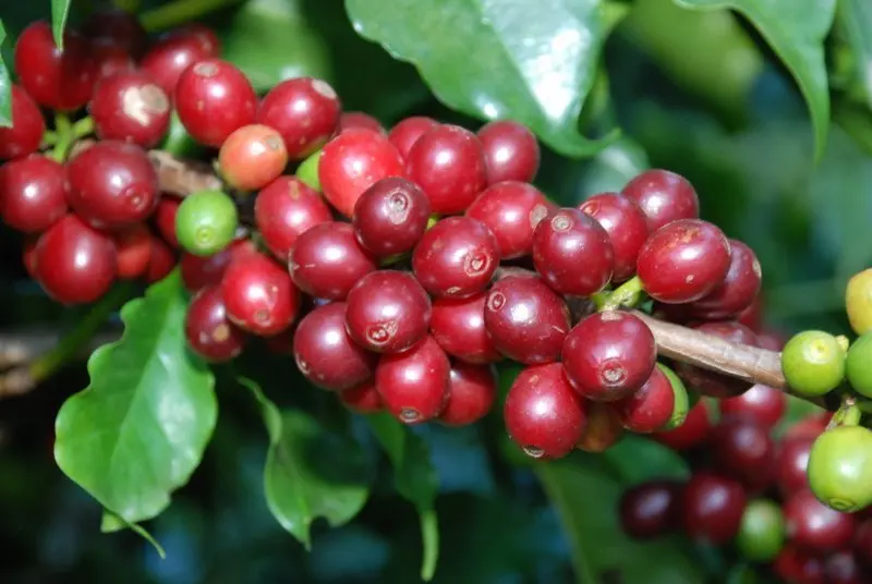 
Vietnam Arabic Green Coffee Beans Wholesale 
