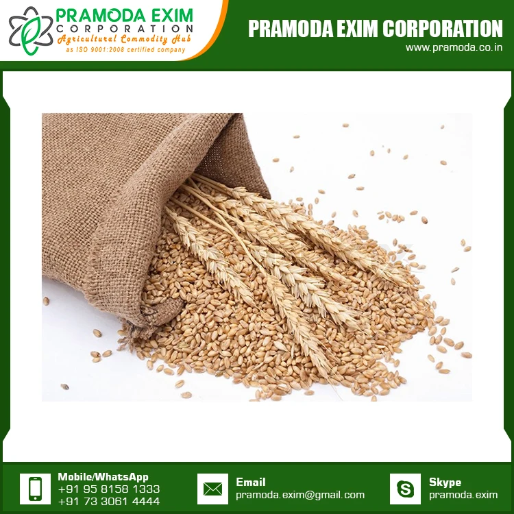 Dried Wheat Flour at Lowest Price