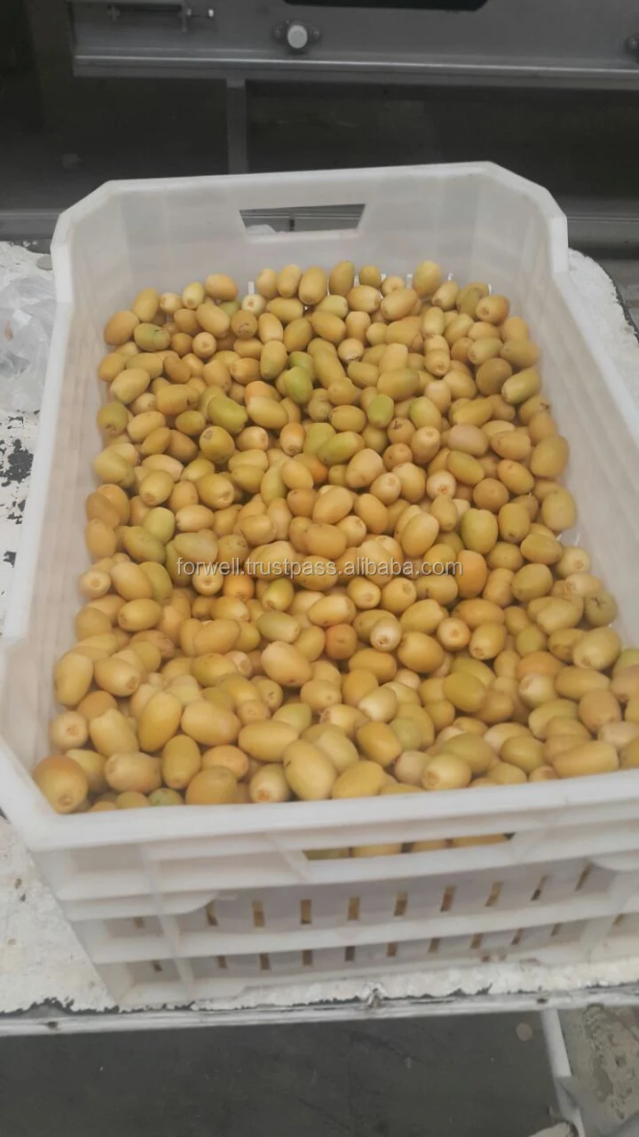 
Date Palm // Brahi Date // Egyptian Brahi Supplier 