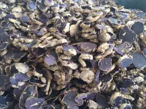 
BLACK GINGER/ BLACK GINGER POWDER WHATSAPP +0084 845639639 