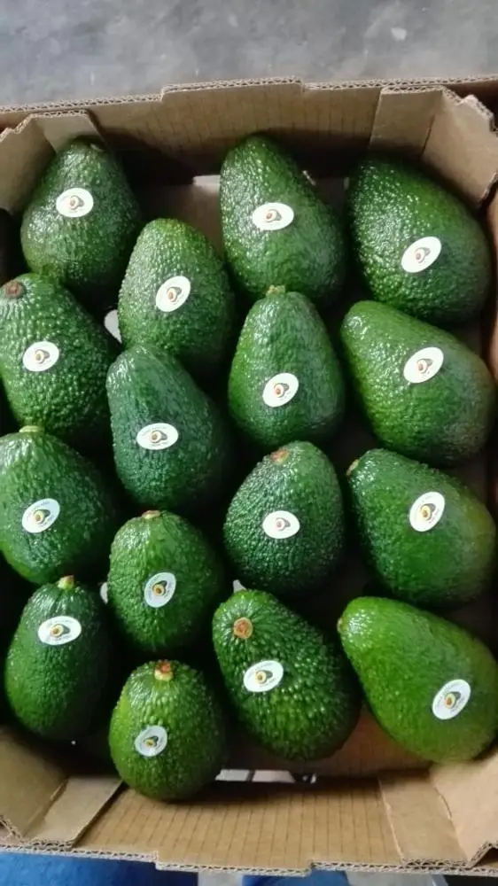 
Frsh Hass Avocado from Peru 