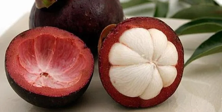 VIET NAM IMPORT MANGOSTEEN/ FRESH MANGOSTEEN WHATSAPP+0084 845 639639