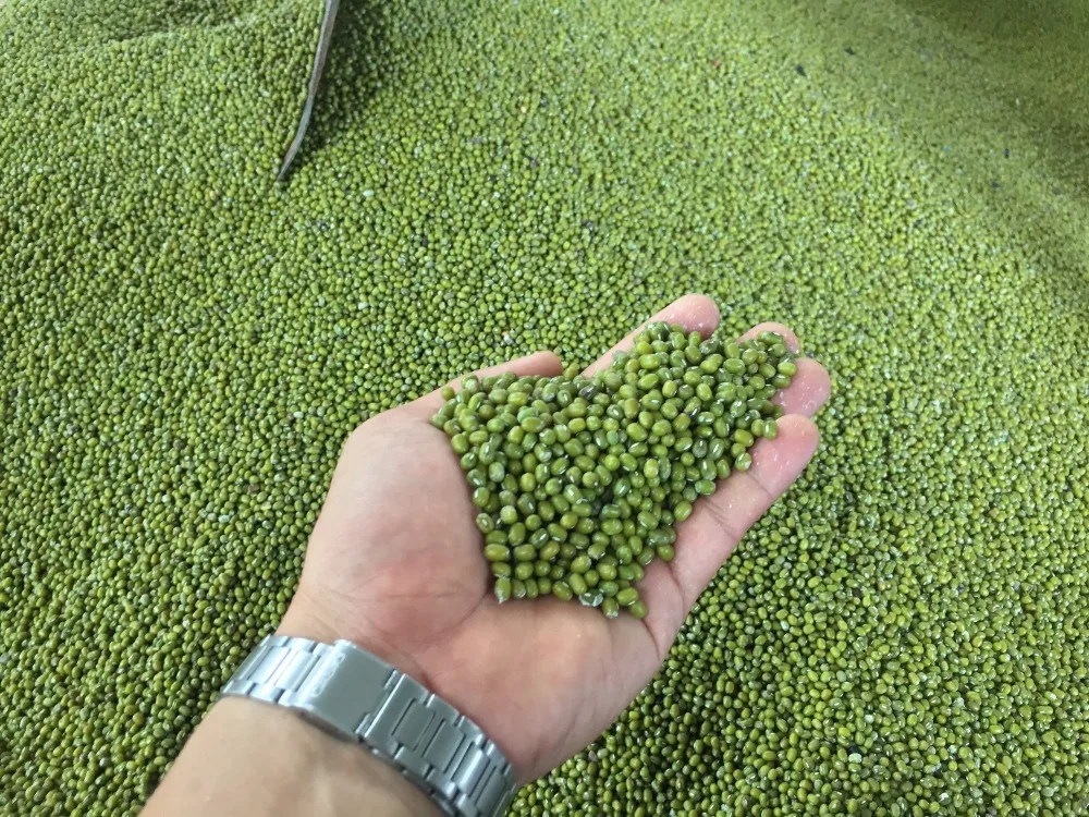 DRIED STYLE GREEN GRAM/GREEN MUNG BEANS