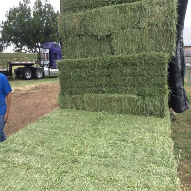 
High quality Animal feed Alfalfa Meal / Alfalfa Hay for sale 