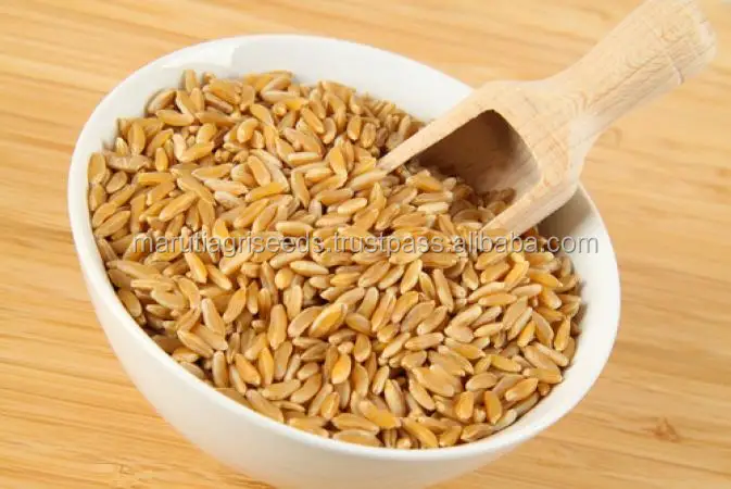 
Indian Exporter Of Barley Seeds For Kenya 