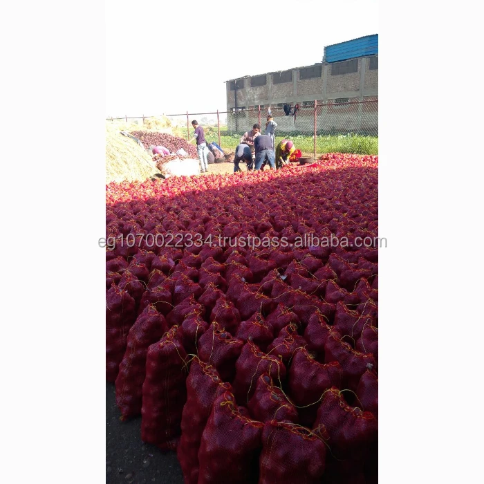 egypt onion price today