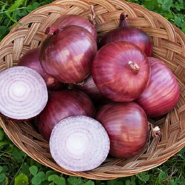 Indian High Quality Premium New Crop Fresh Red Onions for Sale Mumbai 10 kg /20 kg Nasik at Best Price