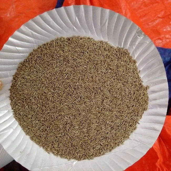 Singapore Europe Premium quality of cumin seed price Indian origin use for cooking 100% pure organic spices product