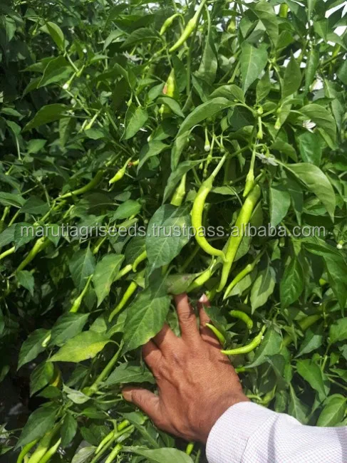 
MARUTI - KIRTI CHILLI SEEDS (UPRIGHT) 