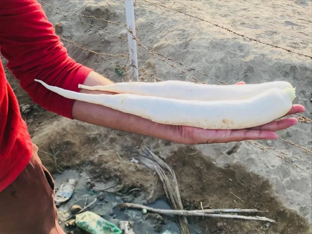 
Hybrid Radish Mino Early Long White Seeds 