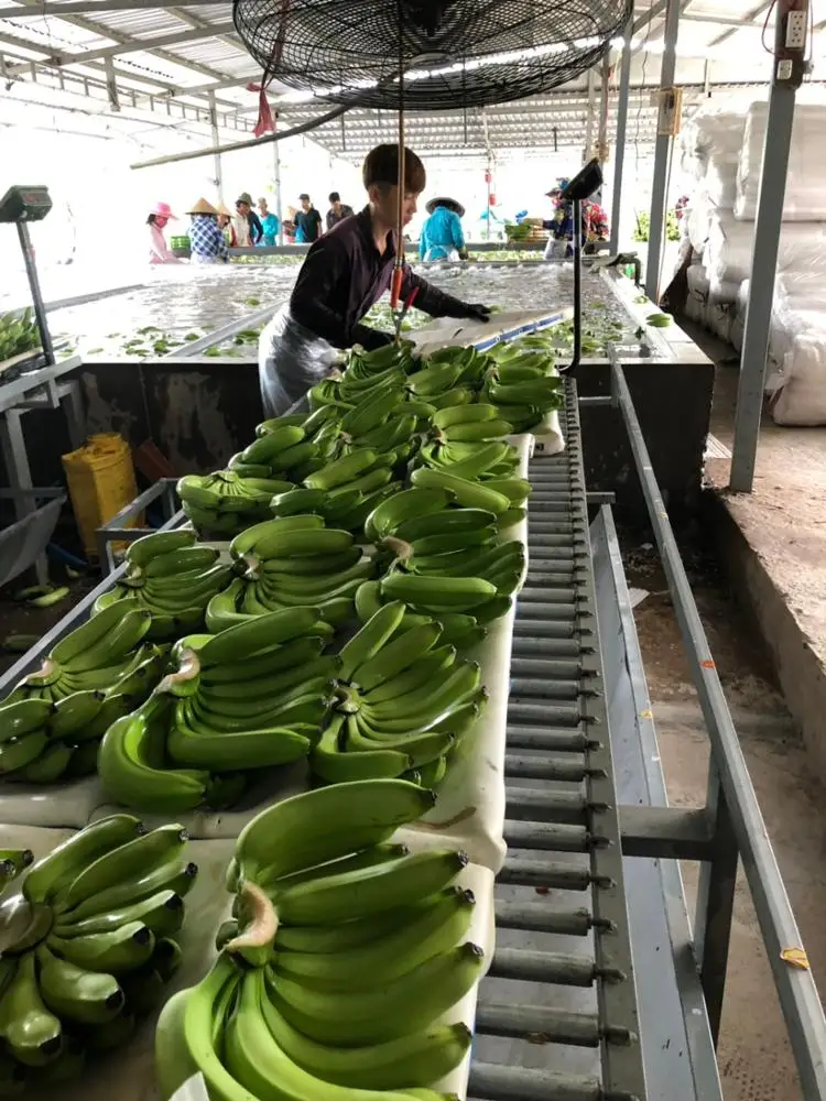  Вьетнамский свежий банан + 84984418844 whatsapp