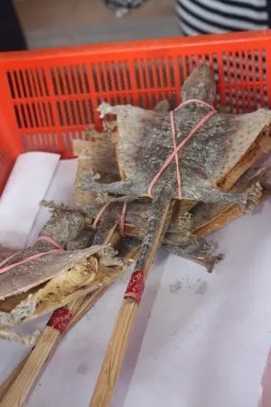 
DEHYDRATED FLYING GECKO - Vietnamese gecko/tokay gecko/ flying dried gecko 