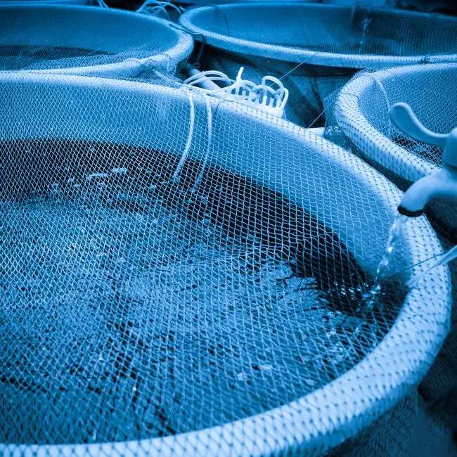 Chemical free and organic tilapia fish feed probiotics for hatchery eggs