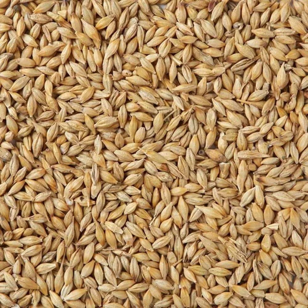 Barley Seeds For Sowing For Moldova, Republic Of