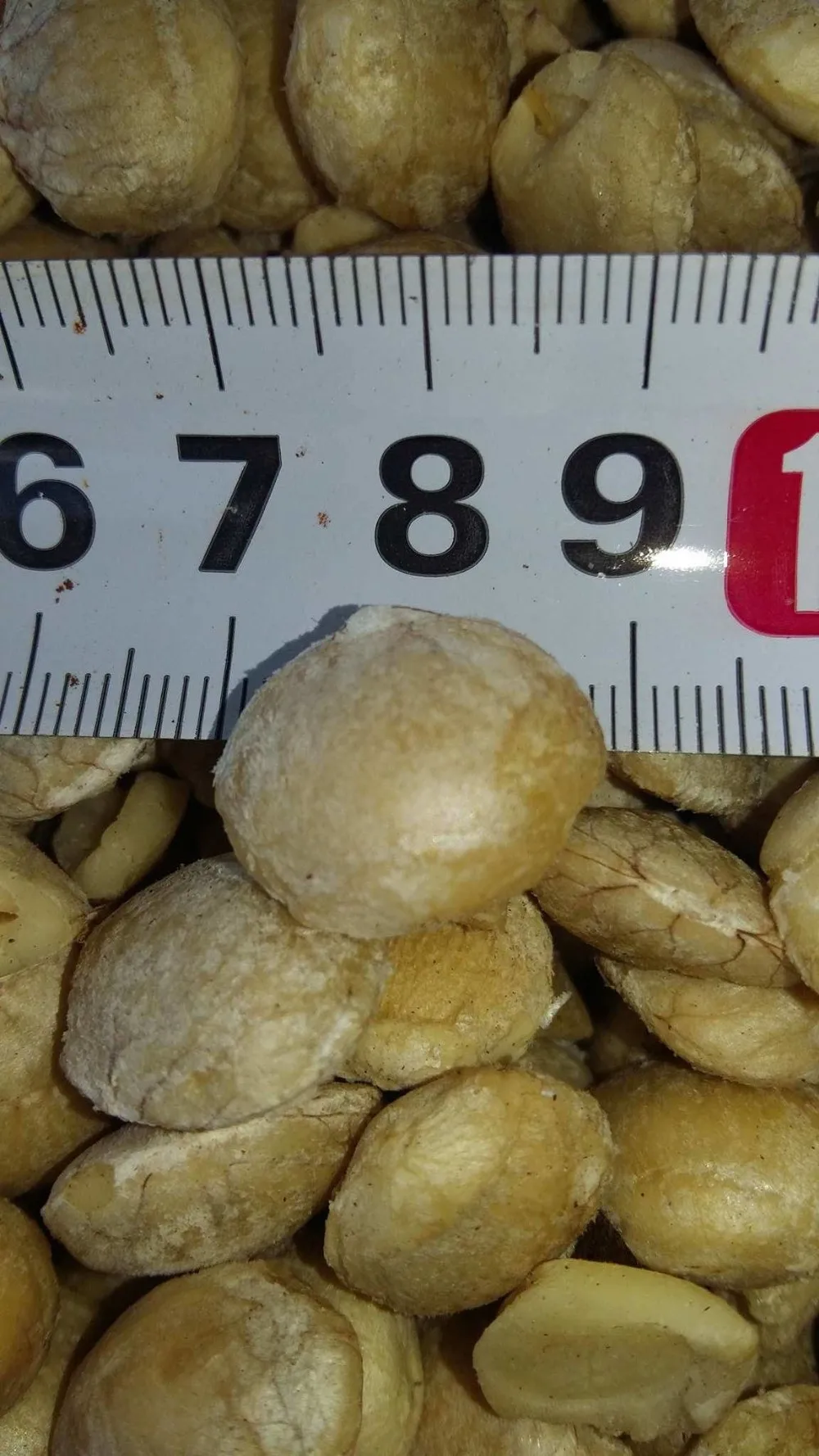 Оптовый продавец необжаренного масла SACHA INCHI NUT и SACHI INCA INCHI по самой низкой цене/Hana 0084 901 006 904