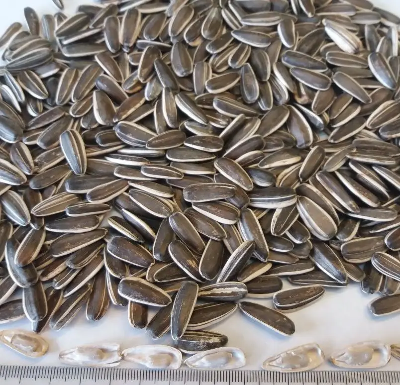 Confactionary Sunflower seeds Dakota type