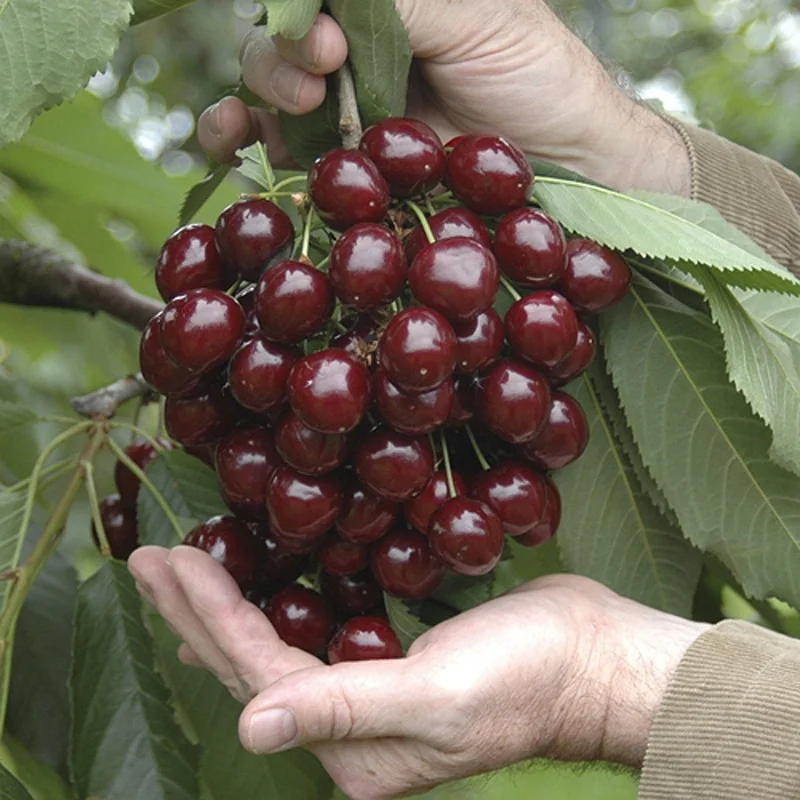 Quality Fresh Dark Red Cherries / Fresh Cherries Fruits Cheap Wholesales Price For Exportation