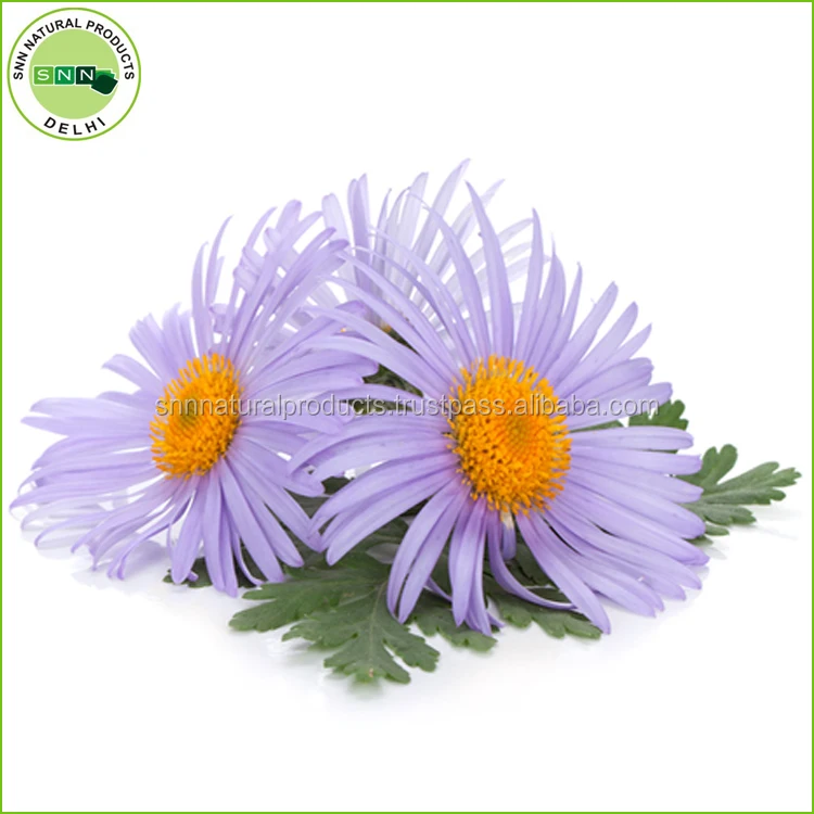 Blue Chamomile  Oil Chamomile Oil/top Grade Chamomile Oil Bulk/chamomile Oil Germany Pure Relaxing Cosmetics