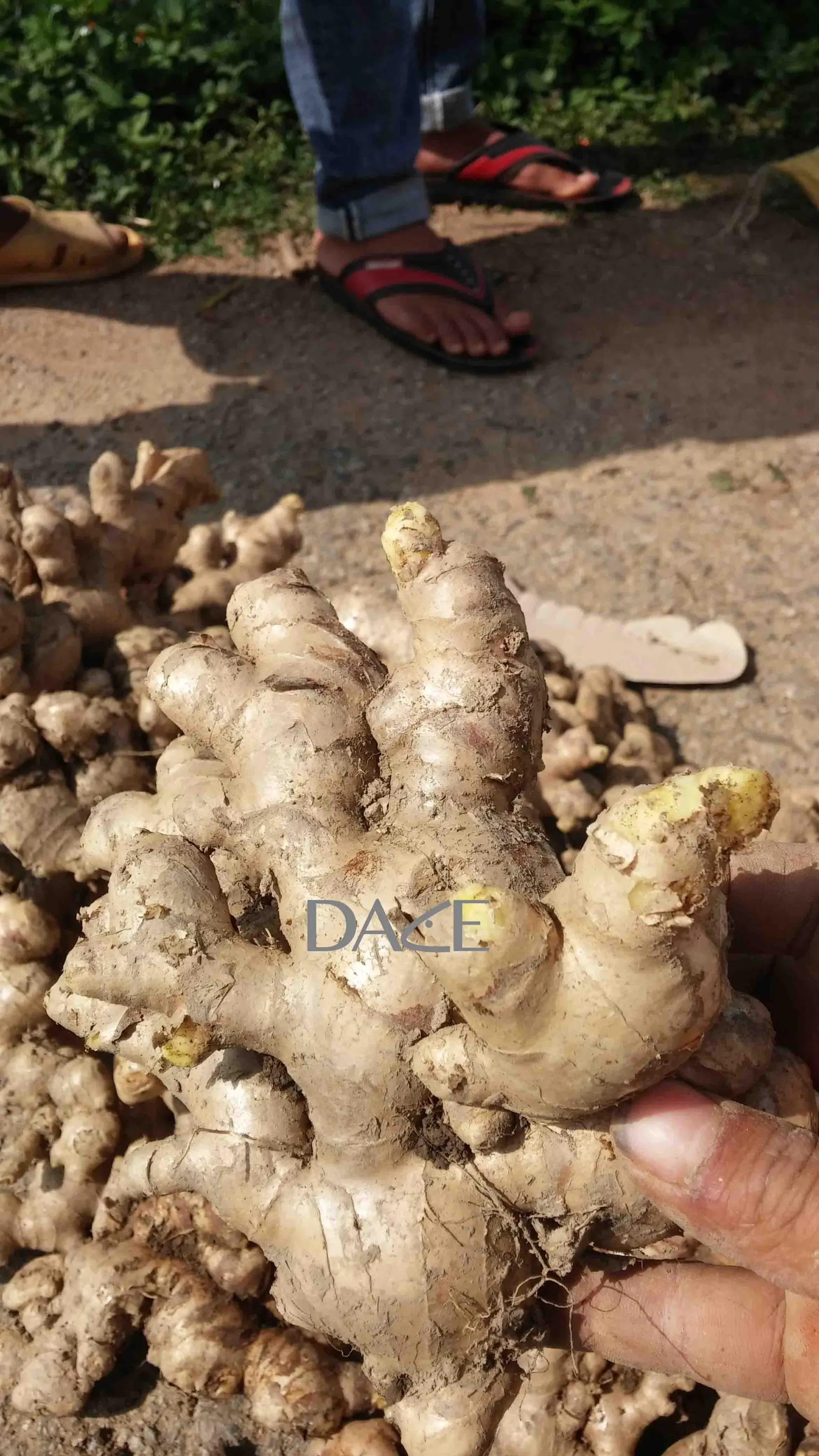 HIGH QUALITY VIETNAM ORGANIC FRESH GINGER EXPORTING JAPANESE KOREAN EU MARKET